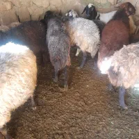 باسکول پانصد کیلوی وچهار راس میش افشاری جوان|حیوانات مزرعه|بن, |دیوار