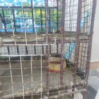 گاری قفس ضد گلوله