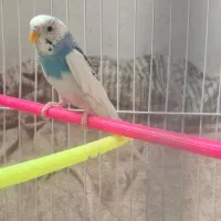 مرغ عشق|پرنده|کرمان, |دیوار