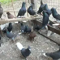 زاغدمسفید وسرخ وسروردومسفید|پرنده|ساری, |دیوار