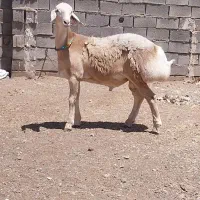 تعدادی بره قوچی چینی اصیل