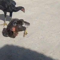 جوجه لاری نسل قدیم،تاج مهر عتیقه و خیلی کمیاب