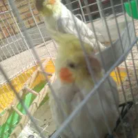 عروس هلندی|پرنده|ایذه, |دیوار