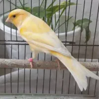 قناری نر پرتقالی کشیده قرص قرص بخون