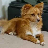 سگ پامر روباهی