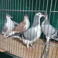 کبوترمغلف|پرنده|محمدیه-قزوین, |دیوار