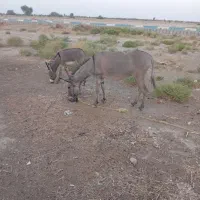 خره مادگ