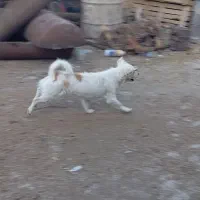 سگ‌پاکوتاه