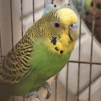مرغ عشق 500 با قفس