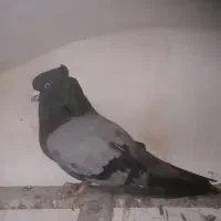 ۴۰تاکبوتر نسل قدیم آس کله ای دونه ۶۰۰