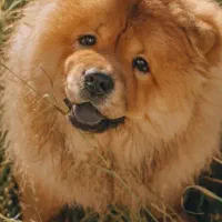 فروش سگ چاوو.نر