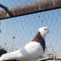 دو عدد طوقی|پرنده|شیراز, عادل آباد|دیوار