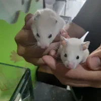 همستر|موش و خرگوش|مشهد, فریزی|دیوار