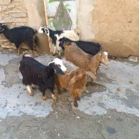 6راس بزغاله درشت چاق