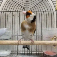 سهره|پرنده|شیراز, شریفآباد|دیوار