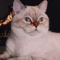 گربه نر جهت جفت گیری با ماده شما ....
