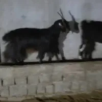 بز ترکی و دورگ موقعیت گناوه|حیوانات مزرعه|ریگ, |دیوار