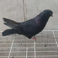 کفتر|پرنده|فسا, |دیوار