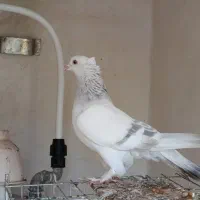 سوسنی کاکل بسیارخوشکل