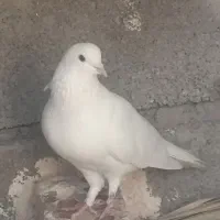 نر سفید. پاک بدون یک زره خطا