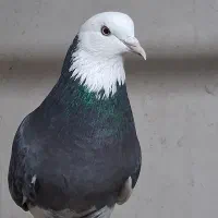 چند جفت کفتر مایه|پرنده|سیرجان, |دیوار