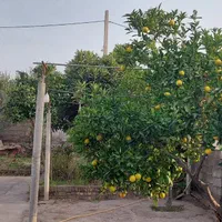 خانه باغ ویلا|فروش خانه و ویلا|لوشان, |دیوار