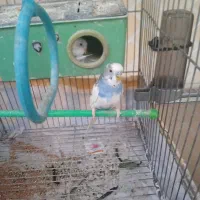 مرغ عشق|پرنده|کرمانشاه, |دیوار