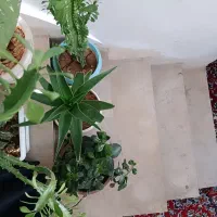 فروش گل