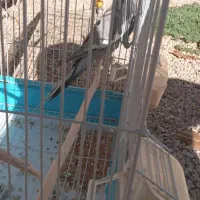 عروس|پرنده|آشخانه, |دیوار