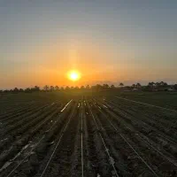 گارگر ماهانه با بیمه برای کشاورزی و دامداری