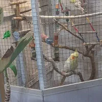 قفس به همراه عروس پاریس|لوازم جانبی حیوانات|اهواز, کارون|دیوار