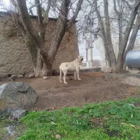 واگذاری ماده سرابی