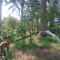 دو عددمغازه وخونه باغ ویلایی|فروش مغازه و غرفه|جیرفت, |دیوار