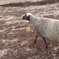 با سلام ۳راس گوسفند جوان درجه یک