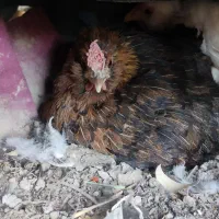 تخم مرغ نطفه دار گلین ریشی|حیوانات مزرعه|بهبهان, |دیوار