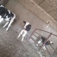 س تا جوانه دوتا ۵ وچهار ماهه یکی ۳ ماه کمتر|حیوانات مزرعه|اسحاق آباد, |دیوار