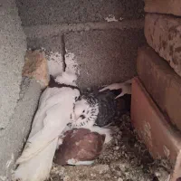 کفتر|پرنده|ماهدشت, |دیوار