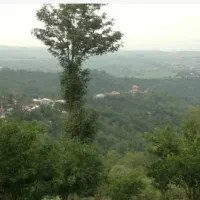 باغ-مرکبات-و-چای