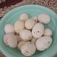 تخم غاز نطفه دار