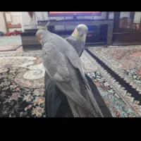 یک جفت عروسک نرماده