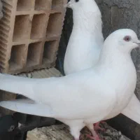 کبوتر سیاه بوشهری هندی بمبئی|پرنده|خورموج, |دیوار