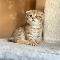 توله گربه بریتیش|گربه|شیراز, دکتر حسابی|دیوار