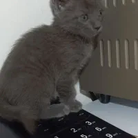 گربه