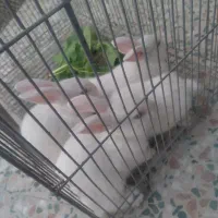 تعدادی بچه خرگوش ناز بفروش میرسد|موش و خرگوش|بندرعباس, |دیوار