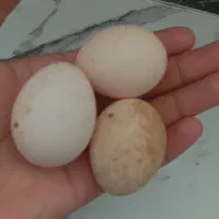 تخم مرغ پاکوتاه