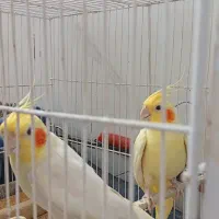 جفت عروس نر سخنگو تخم جوجه زمانت