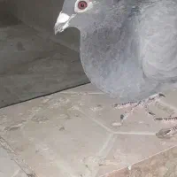 کبوتر ماده سبزه