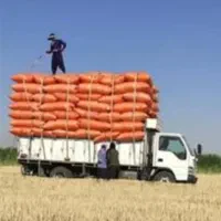 با سلام کاه دیمی گندم نرم تمیز|عمدهفروشی|شهریار, شهرک شاهد|دیوار