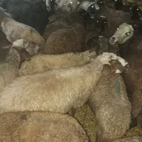 گوسفند میش|حیوانات مزرعه|هرسین, |دیوار