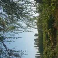 باغ سه هکتاری   نصف باغ انگور و نصف باغ میوه|فروش زمین و ملک کلنگی|باروق, |دیوار